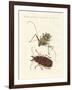 Strange Foreign Beetles-null-Framed Giclee Print