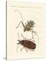 Strange Foreign Beetles-null-Stretched Canvas