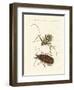 Strange Foreign Beetles-null-Framed Giclee Print