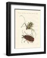 Strange Foreign Beetles-null-Framed Giclee Print