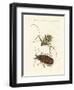 Strange Foreign Beetles-null-Framed Giclee Print