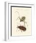 Strange Foreign Beetles-null-Framed Giclee Print