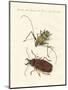 Strange Foreign Beetles-null-Mounted Giclee Print