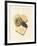 Strange Fossilizations-null-Framed Giclee Print