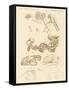 Strange Fossils of Four-Footed Animals-null-Framed Stretched Canvas