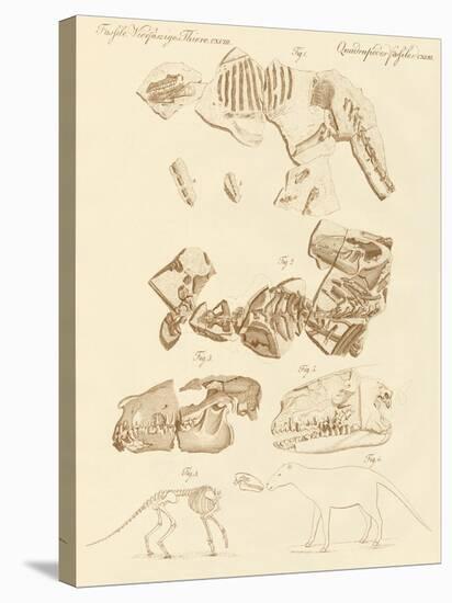 Strange Fossils of Four-Footed Animals-null-Stretched Canvas