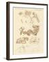 Strange Fossils of Four-Footed Animals-null-Framed Giclee Print