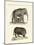 Strange Four-Footed Animals-null-Mounted Giclee Print