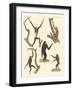 Strange Gibbons-null-Framed Giclee Print