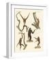 Strange Gibbons-null-Framed Giclee Print