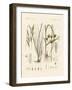 Strange Grasses-null-Framed Giclee Print