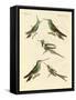 Strange Hummingbirds-null-Framed Stretched Canvas