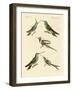 Strange Hummingbirds-null-Framed Giclee Print