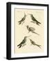 Strange Hummingbirds-null-Framed Giclee Print