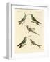 Strange Hummingbirds-null-Framed Giclee Print