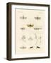 Strange Insects-null-Framed Giclee Print