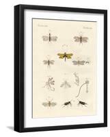 Strange Insects-null-Framed Giclee Print