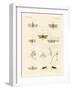 Strange Insects-null-Framed Giclee Print