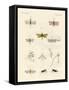 Strange Insects-null-Framed Stretched Canvas