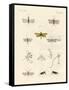 Strange Insects-null-Framed Stretched Canvas