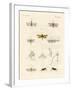 Strange Insects-null-Framed Giclee Print