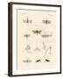 Strange Insects-null-Framed Giclee Print