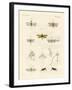 Strange Insects-null-Framed Giclee Print