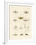 Strange Insects-null-Framed Giclee Print