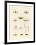 Strange Insects-null-Framed Giclee Print