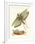 Strange Insects-null-Framed Giclee Print