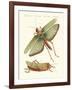 Strange Insects-null-Framed Giclee Print