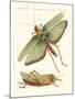 Strange Insects-null-Mounted Giclee Print