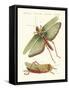 Strange Insects-null-Framed Stretched Canvas