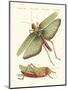 Strange Insects-null-Mounted Giclee Print