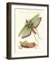 Strange Insects-null-Framed Giclee Print