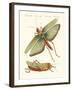 Strange Insects-null-Framed Giclee Print