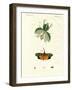 Strange Insects-null-Framed Giclee Print