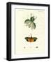 Strange Insects-null-Framed Giclee Print