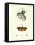 Strange Insects-null-Framed Stretched Canvas