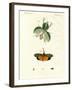 Strange Insects-null-Framed Giclee Print