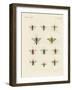 Strange Insects-null-Framed Giclee Print