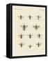 Strange Insects-null-Framed Stretched Canvas