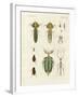 Strange Insects-null-Framed Giclee Print