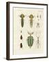 Strange Insects-null-Framed Giclee Print