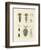 Strange Insects-null-Framed Giclee Print