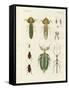 Strange Insects-null-Framed Stretched Canvas