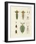 Strange Insects-null-Framed Giclee Print