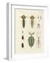 Strange Insects-null-Framed Giclee Print