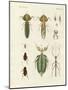 Strange Insects-null-Mounted Giclee Print