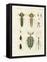 Strange Insects-null-Framed Stretched Canvas